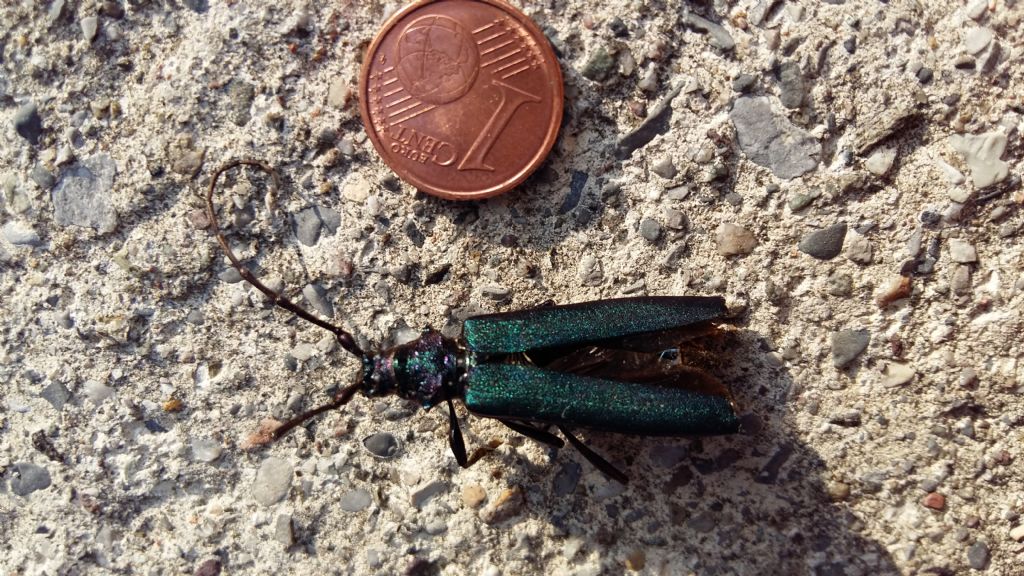 Cerambycidae:  Aromia moschata, maschio
